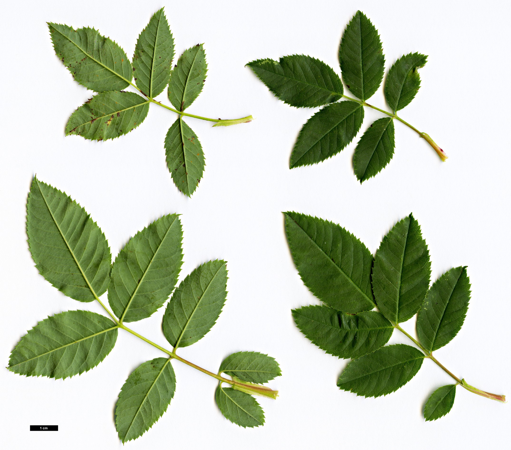 High resolution image: Family: Rosaceae - Genus: Rosa - Taxon: subcanina